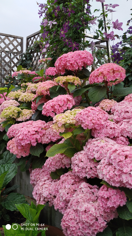 IMG_20190520_064032.jpg
