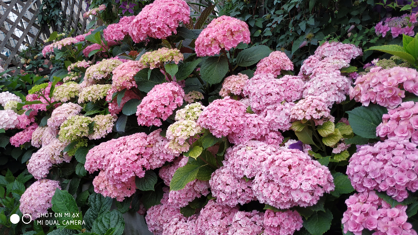 IMG_20190520_064024.jpg