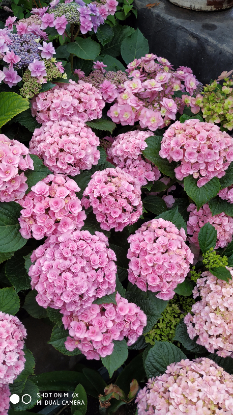 IMG_20190520_064222.jpg