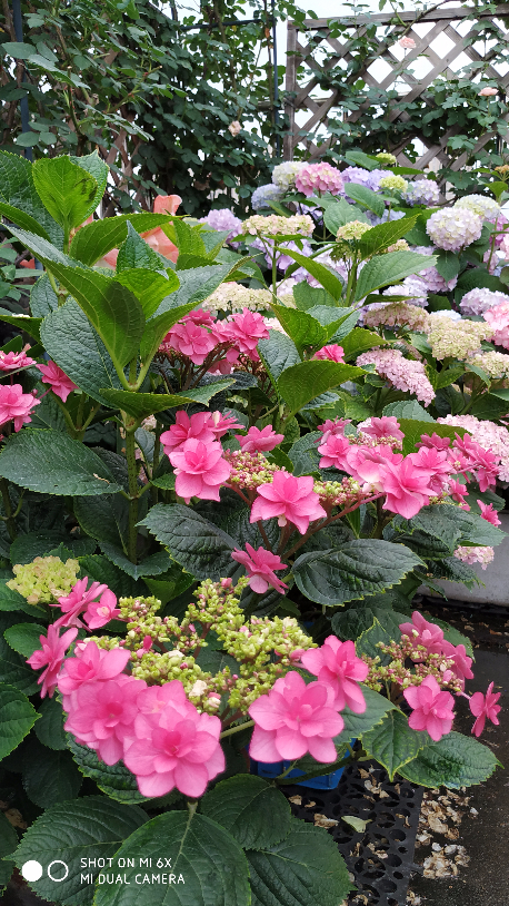 IMG_20190520_064045.jpg