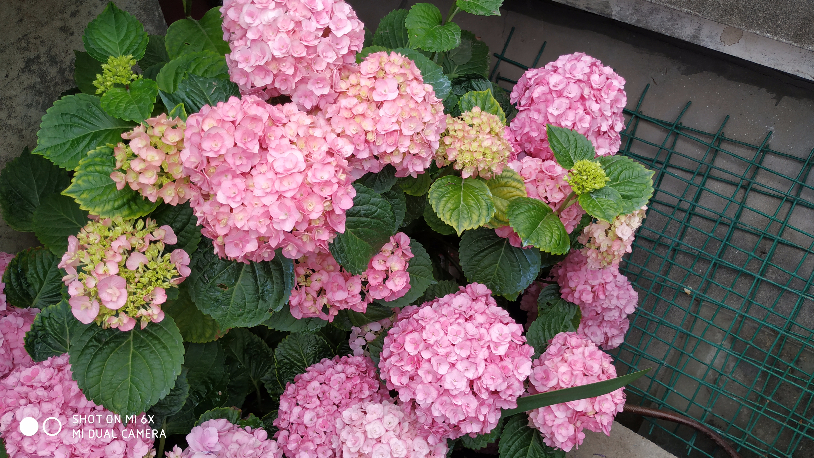 IMG_20190520_064627.jpg