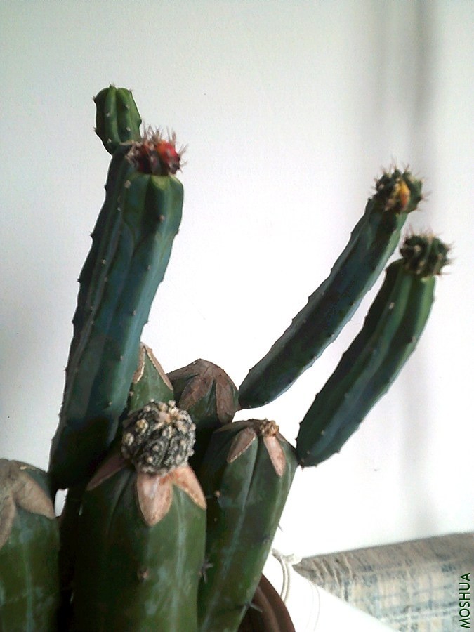 DSCF0006 (4)_����.jpg