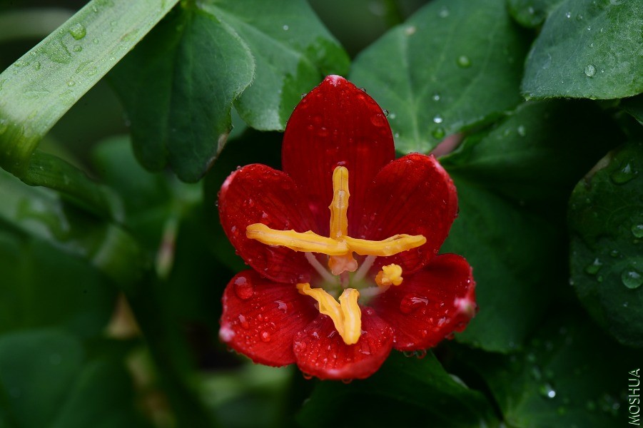 DSC_2106.JPG