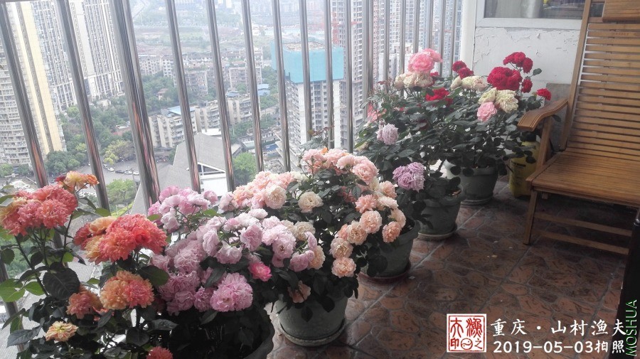 IMG_20190503_151947.jpg