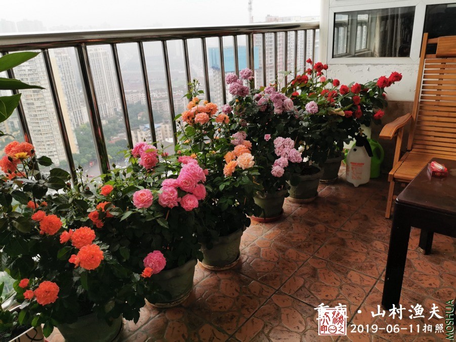 IMG_20190611_064906.jpg