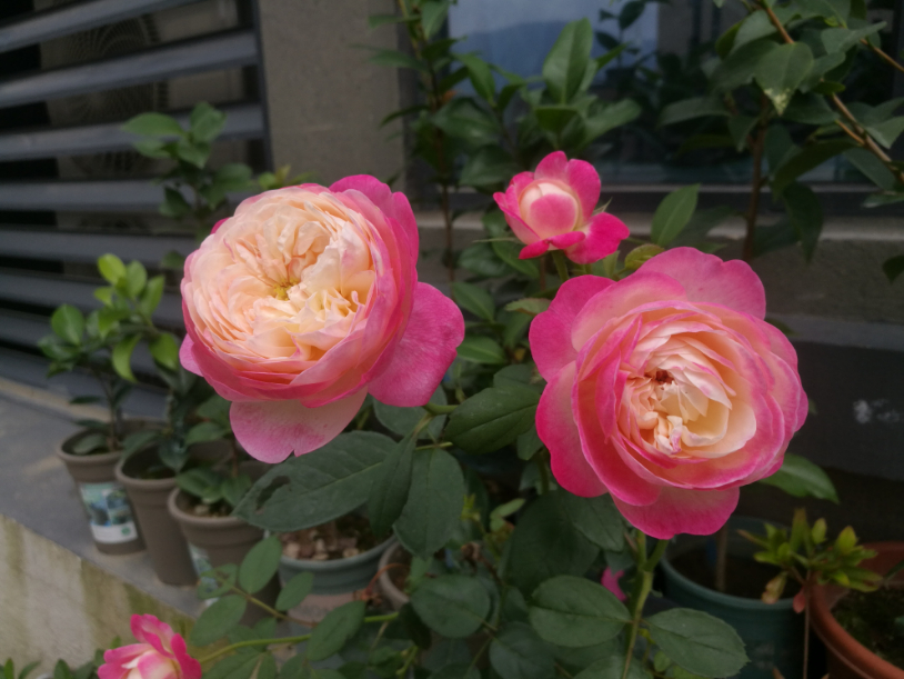IMG_20190525_103723.jpg