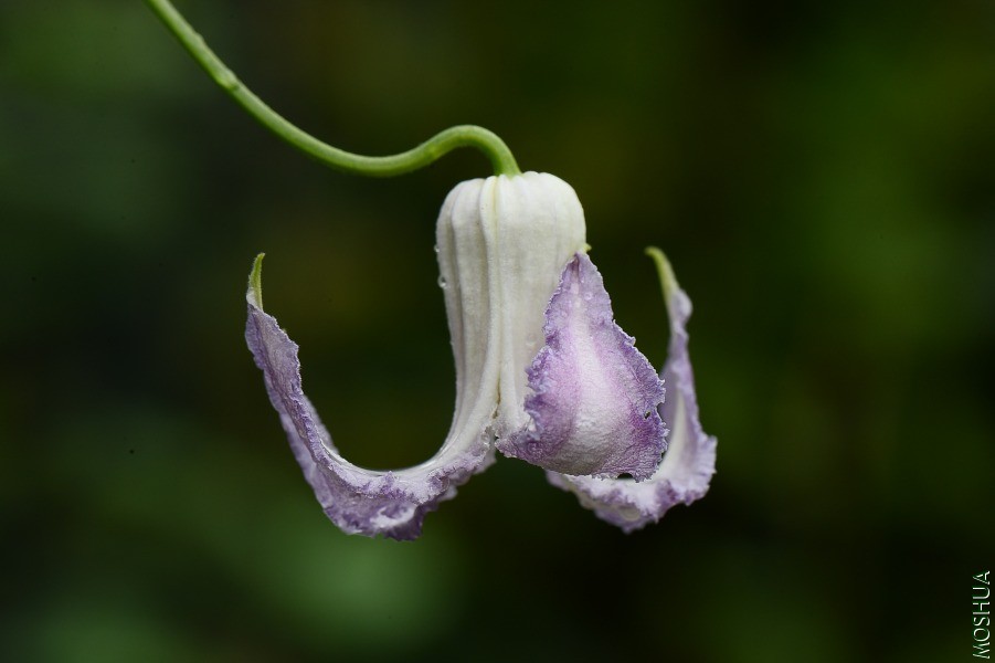 DSC_2082.JPG