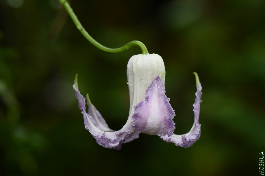 DSC_2094.JPG