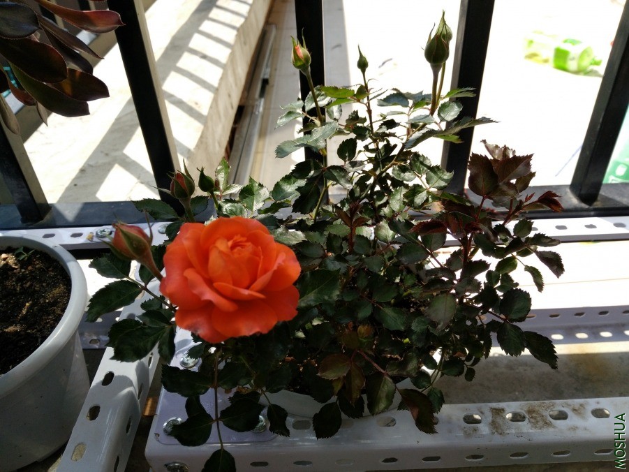 IMG_20190612_131532.jpg
