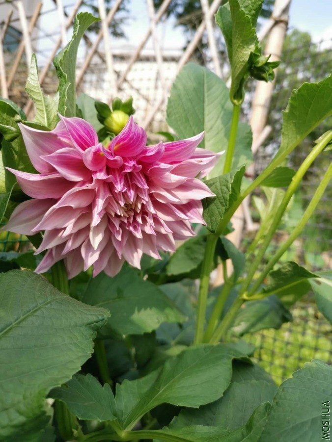 ΢��ͼƬ_20190614163920.jpg