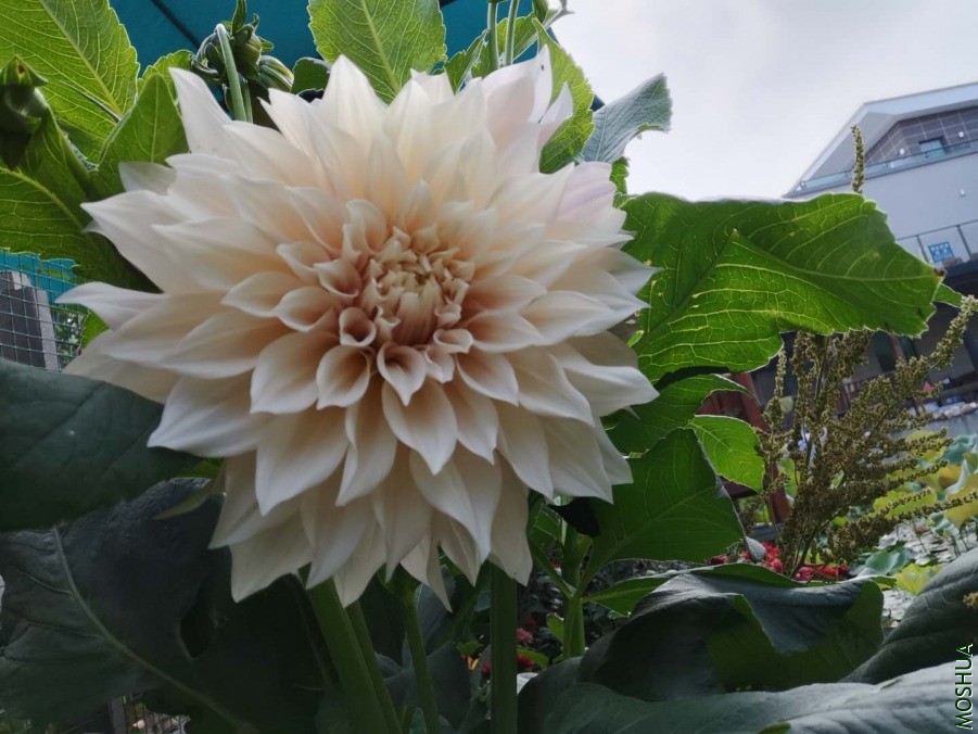 ΢��ͼƬ_20190614163943.jpg