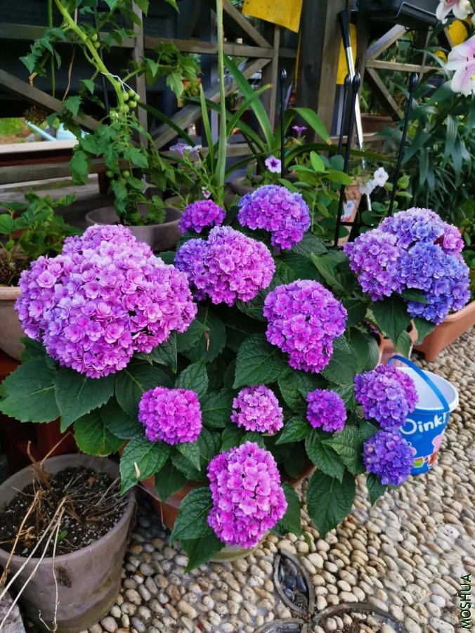 ΢��ͼƬ_20190614163932.jpg