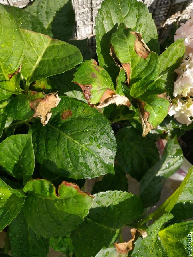΢��ͼƬ_20190618084932.jpg