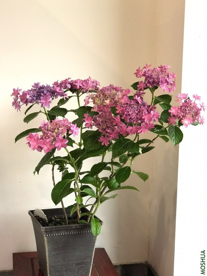 ΢��ͼƬ_20190618131230.jpg