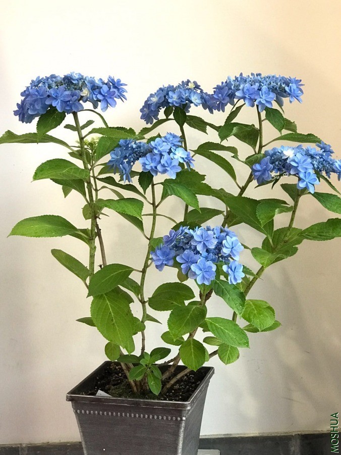 ΢��ͼƬ_20190618131239.jpg