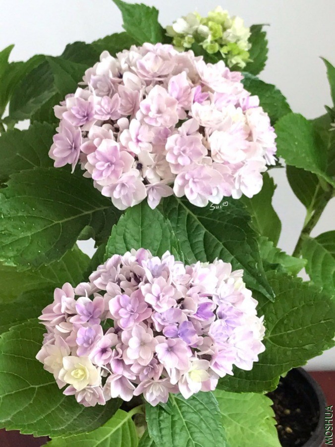 ΢��ͼƬ_20190618131242.jpg