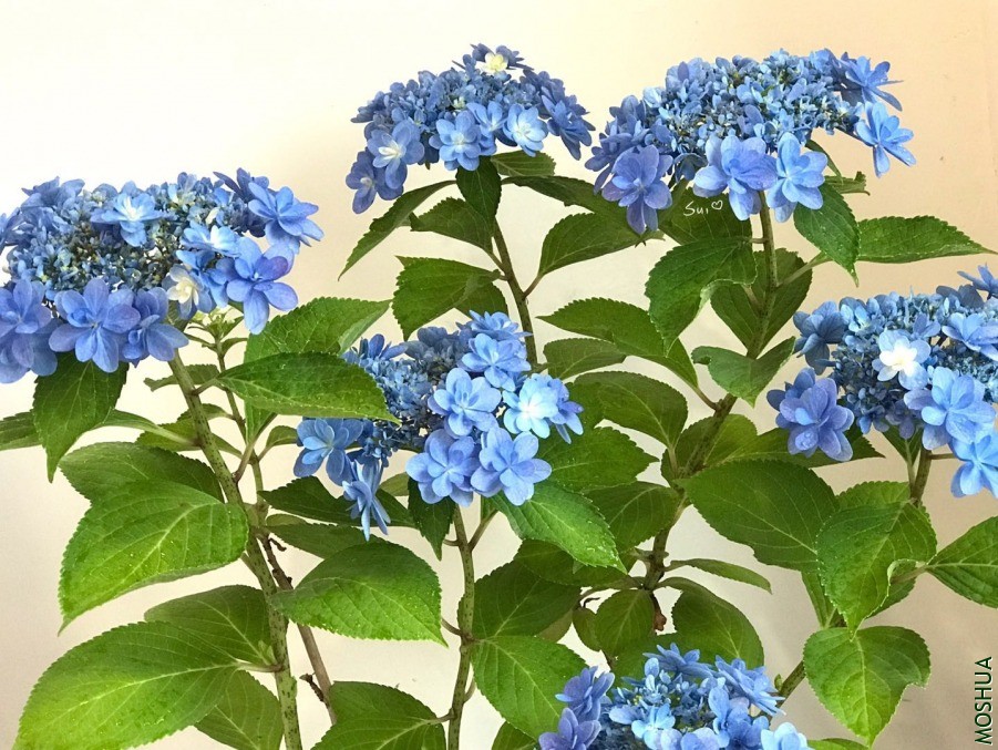 ΢��ͼƬ_20190618131245.jpg