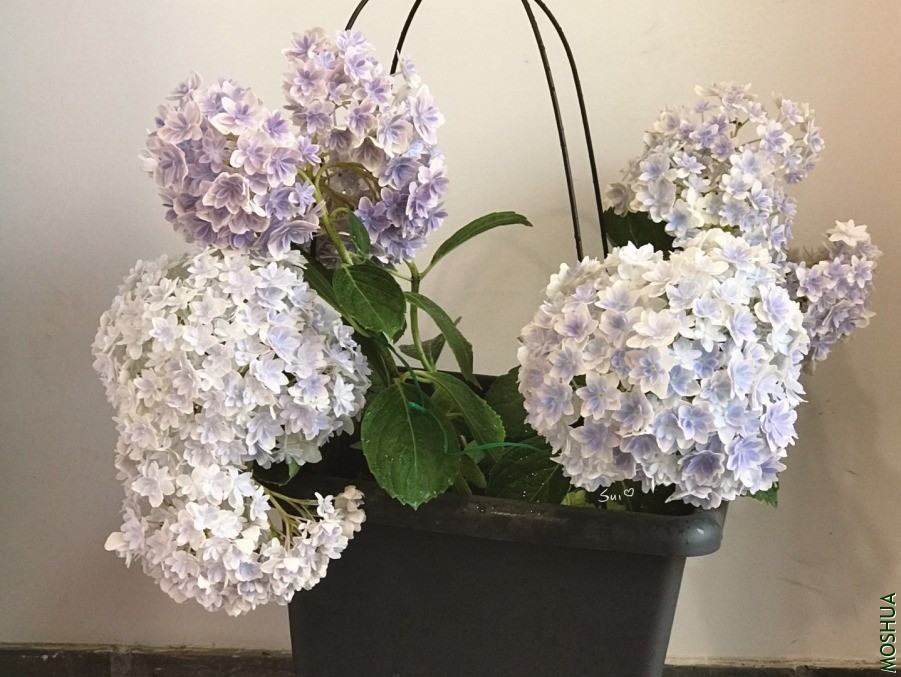 ΢��ͼƬ_20190618131248.jpg
