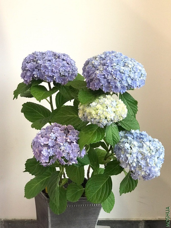 ΢��ͼƬ_20190618131250.jpg