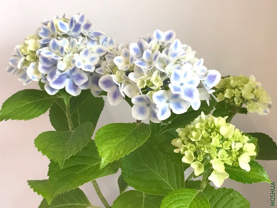 ΢��ͼƬ_20190618131302.jpg