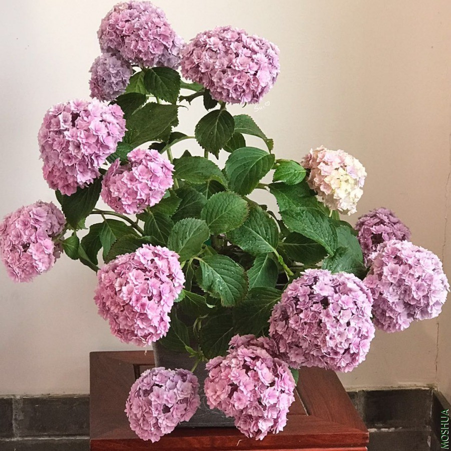 ΢��ͼƬ_20190618131257.jpg