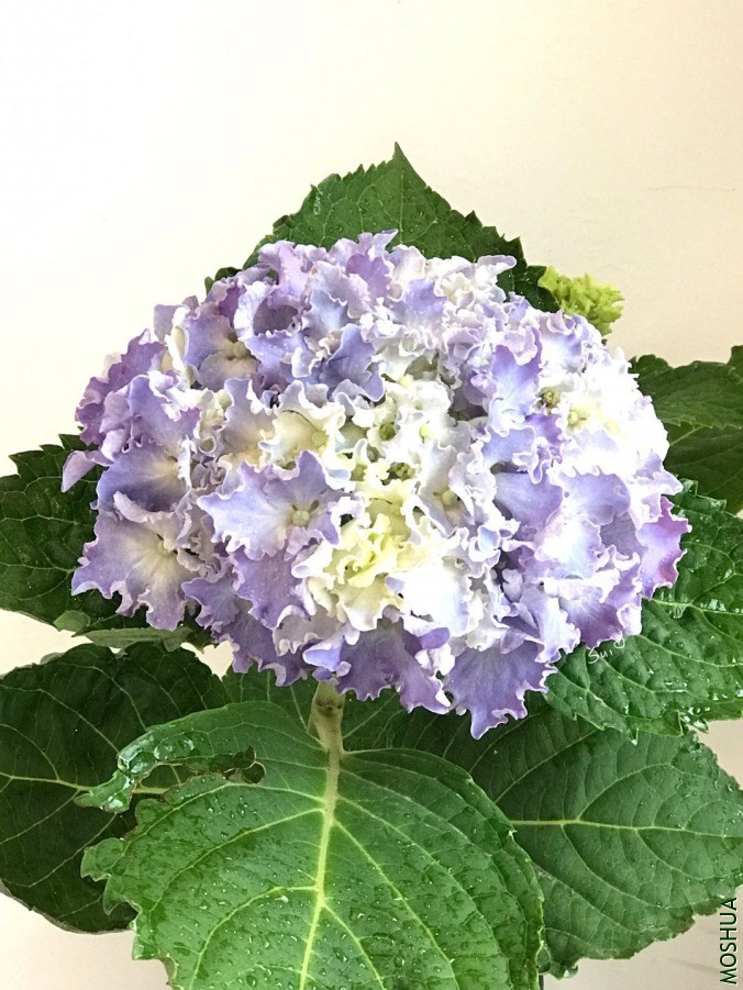 ΢��ͼƬ_20190618131305.jpg