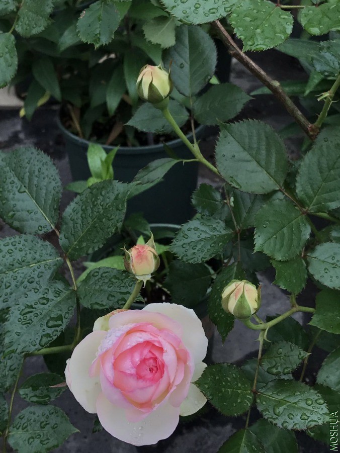 ΢��ͼƬ_20190618131326.jpg