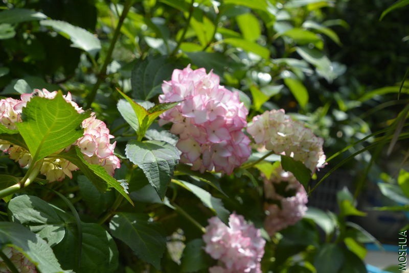 _DSC96260011.JPG