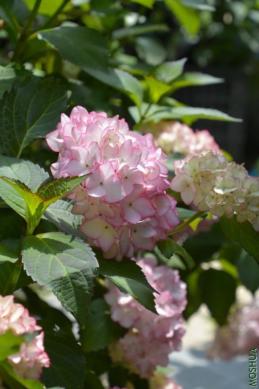 _DSC96440029.JPG