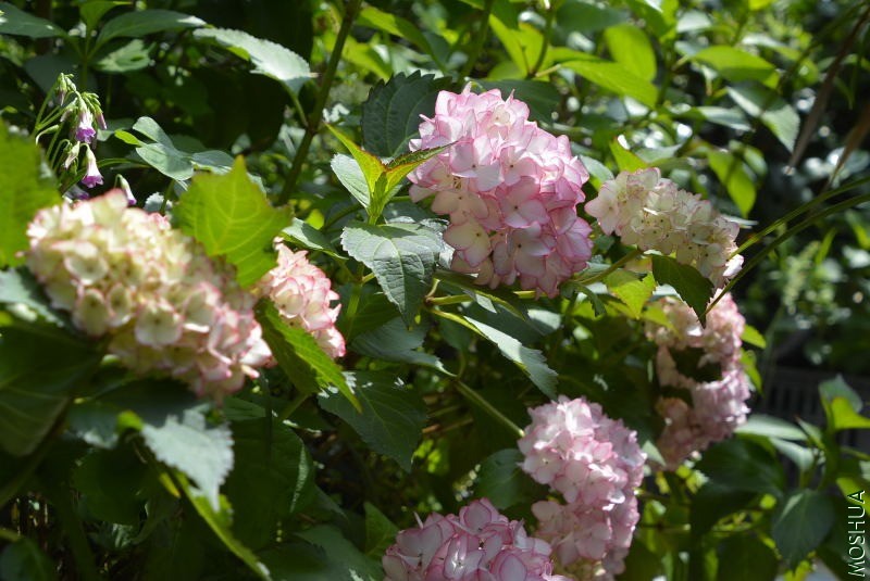 _DSC96500035.JPG