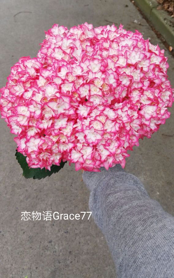 -425bee1495f70ab2.jpg