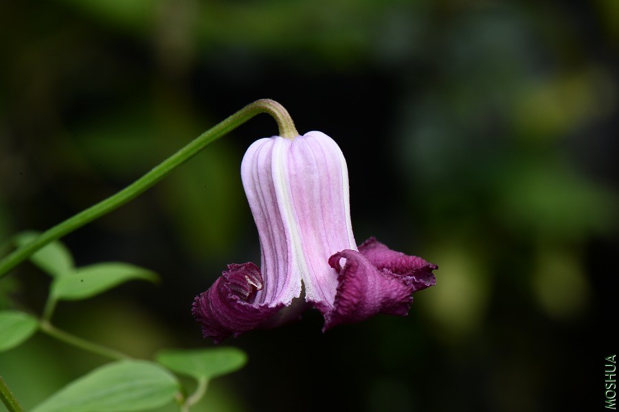 DSC_3618.JPG