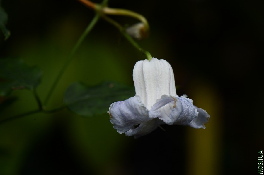 DSC_3621.JPG