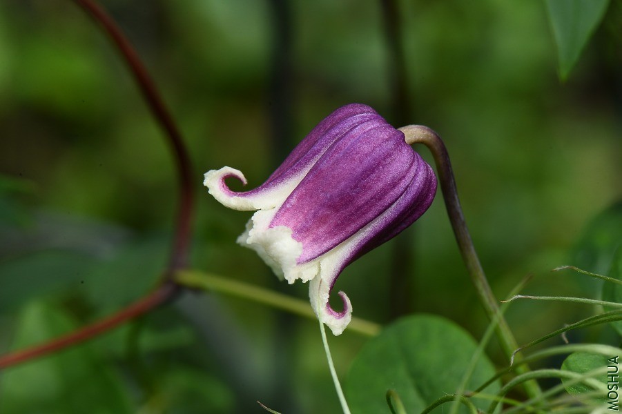 DSC_3626��֬��.JPG