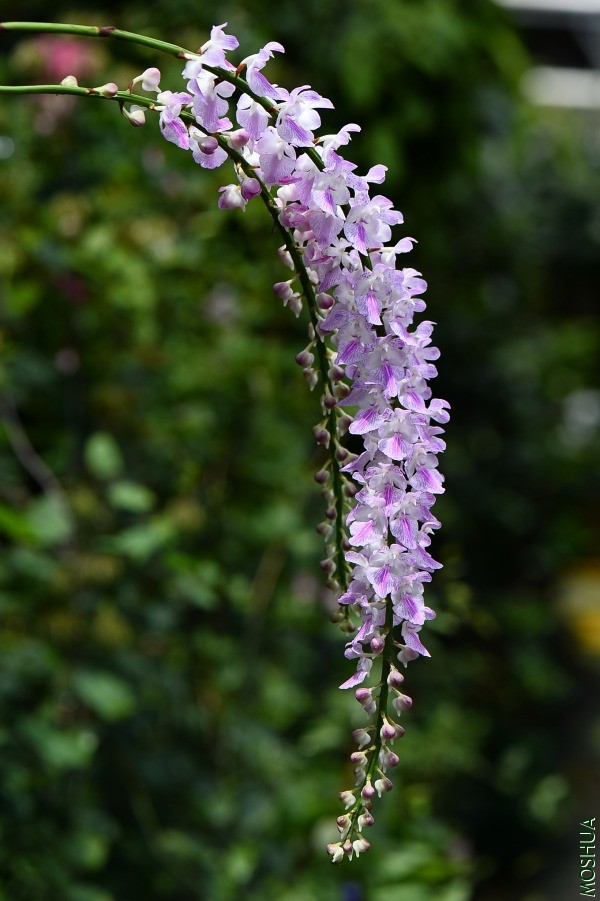 DSC_2455.JPG