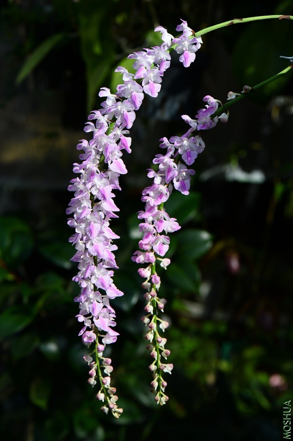 DSC_2520.JPG