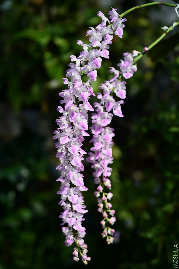 DSC_3370.JPG