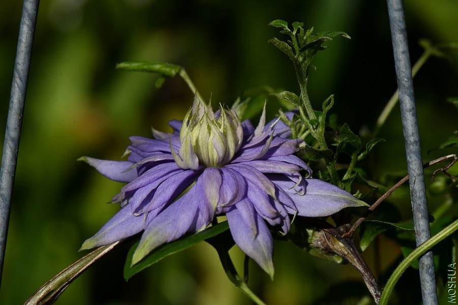 DSC_3657.JPG