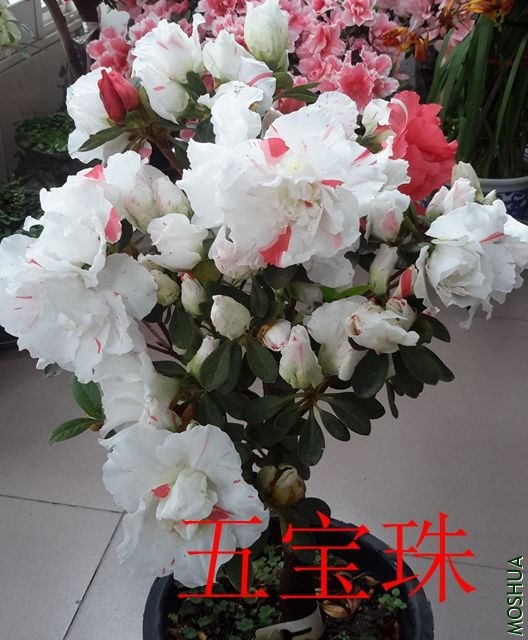 20190411_130950_����.jpg