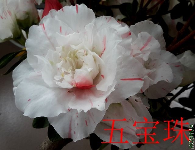 20190416_075548_����.jpg
