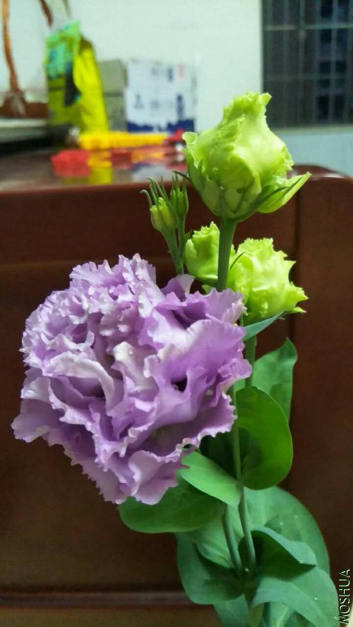 ΢��ͼƬ_20190626110335.jpg