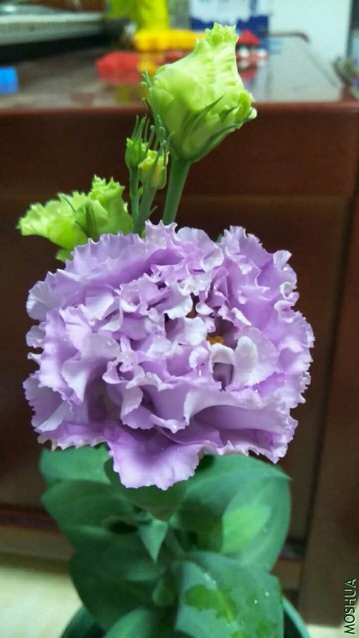 ΢��ͼƬ_20190626110354.jpg