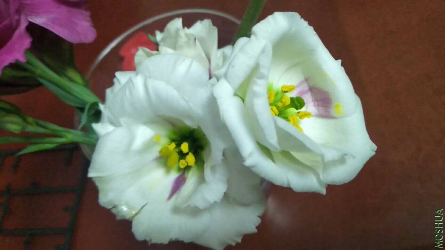 ΢��ͼƬ_20190626110405.jpg