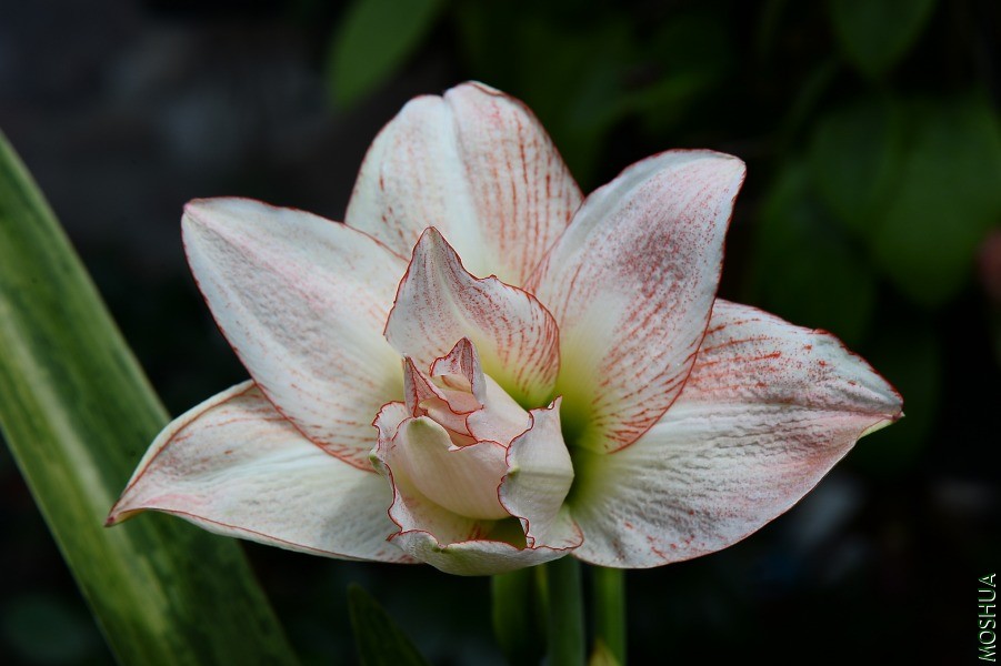 DSC_3584.JPG