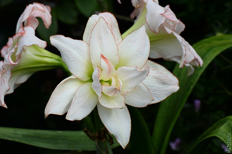 DSC_3818.JPG