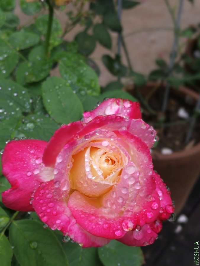 IMG_20190626_173904.jpg