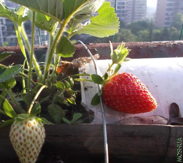 ΢��ͼƬ_20190629124304 ����.jpg