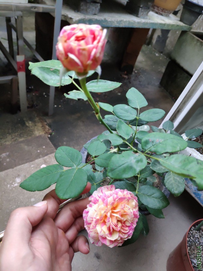 QQͼƬ20190629215342.jpg
