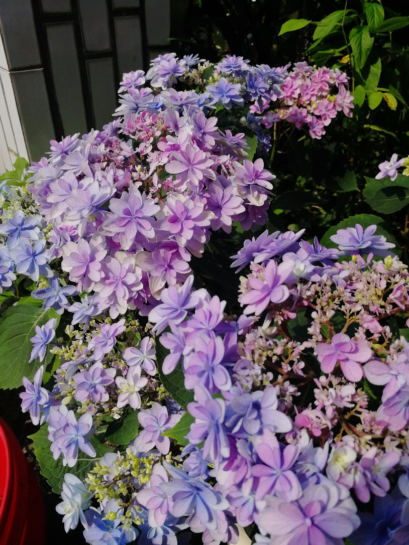 IMG_20190517_145514.jpg