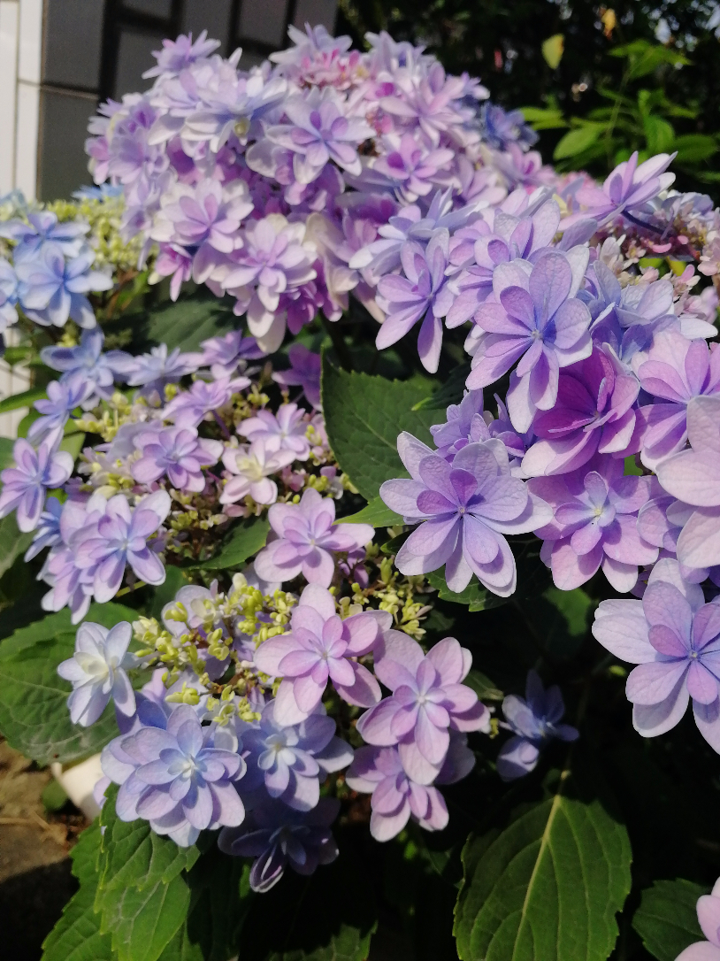 IMG_20190517_145521.jpg